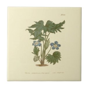Palmated Violet Blue Illustration Kakelplatta