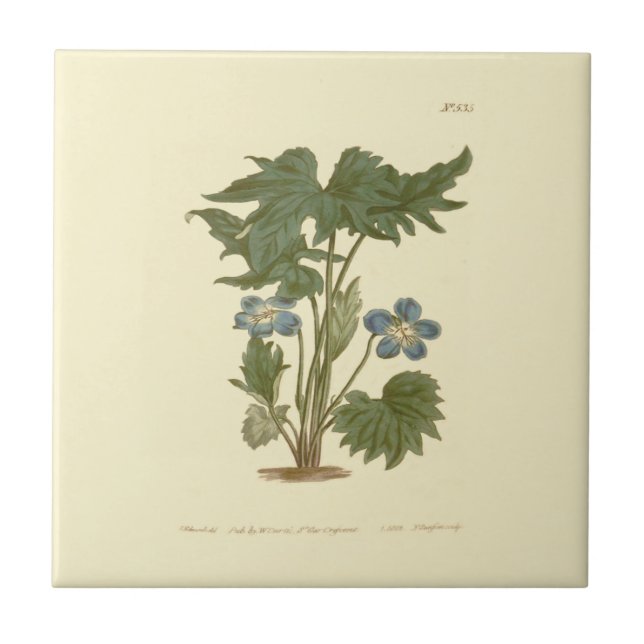 Palmated Violet Blue Illustration Kakelplatta (Framsidan)