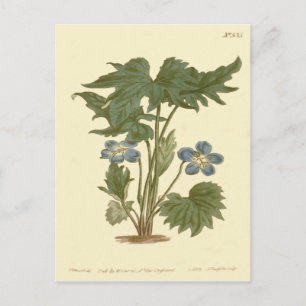 Palmated Violet Blue Illustration Vykort