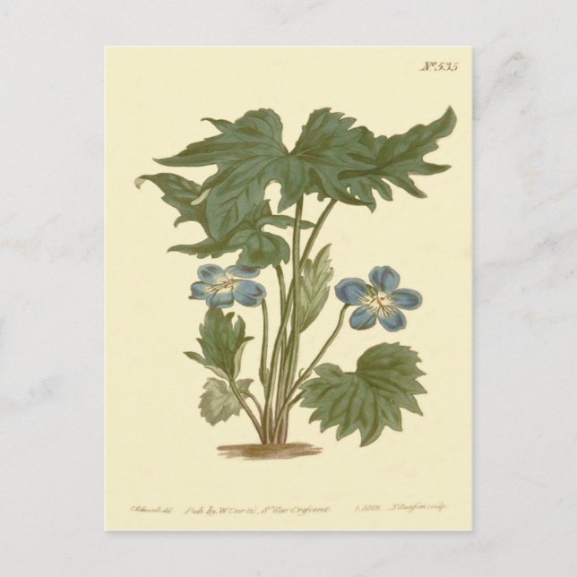 Palmated Violet Blue Illustration Vykort (Framsida)