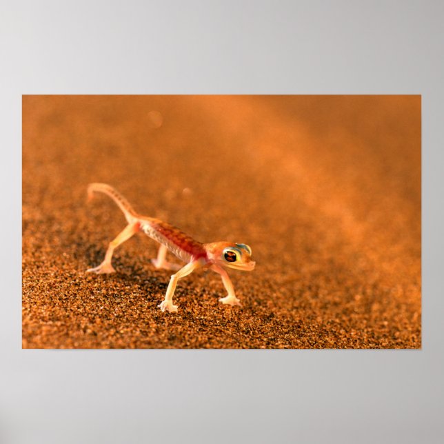 Palmatogecko on Sand Dune, Swakpomund, Erongo Poster (Framsidan)