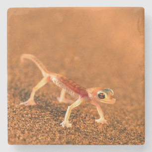 Palmatogecko på sanddyn, Swakpomund, Erongo Underlägg Sten
