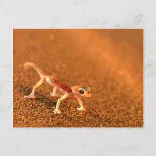 Palmatogecko på sanddyn, Swakpomund, Erongo Vykort