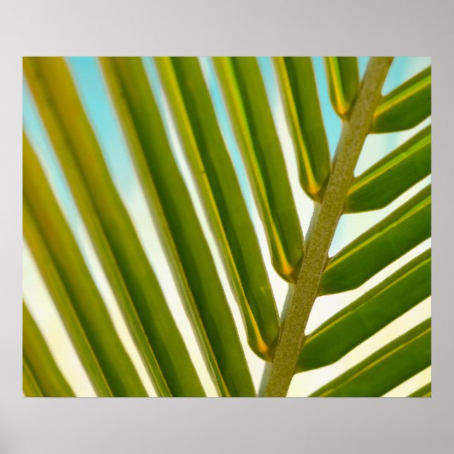 Palmblad Foto Poster (Framsidan)