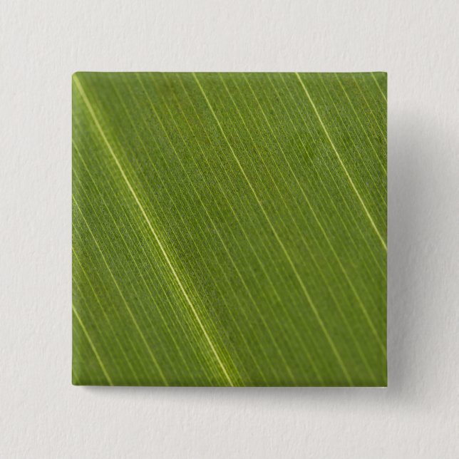 Palmblad Knapp (Framsida)