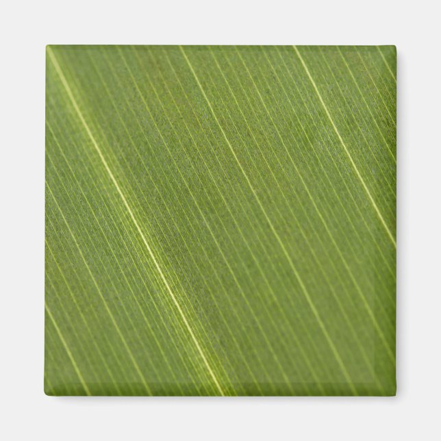 Palmblad Magnet (Framsidan)