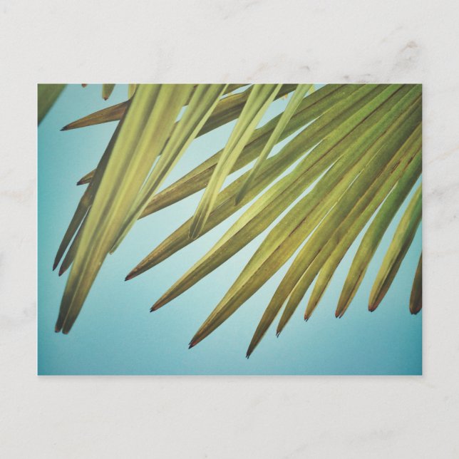 Palmenwedel am Sommerhimmel Vykort (Framsida)