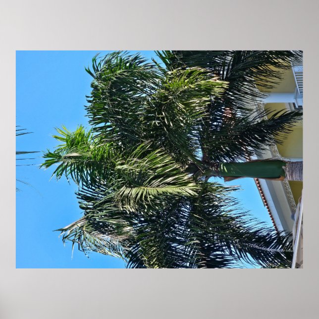 Palmeraffisch Poster (Framsidan)