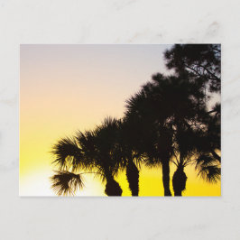 Palmetto och Gräs Träd Sunrise, Port St. Lucie, FL Vykort