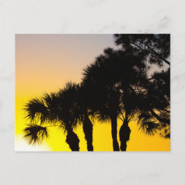 Palmetto och Gräs Träd Sunrise, Port St. Lucie, FL Vykort