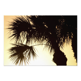 Palmetto Sunrise, Florida Fototryck