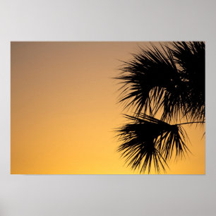Palmetto träd, sunrise, Florida Poster