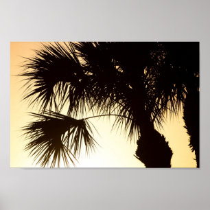 Palmetto träd, sunrise, Florida Poster