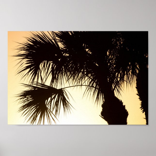 Palmetto träd, sunrise, Florida Poster (Framsidan)