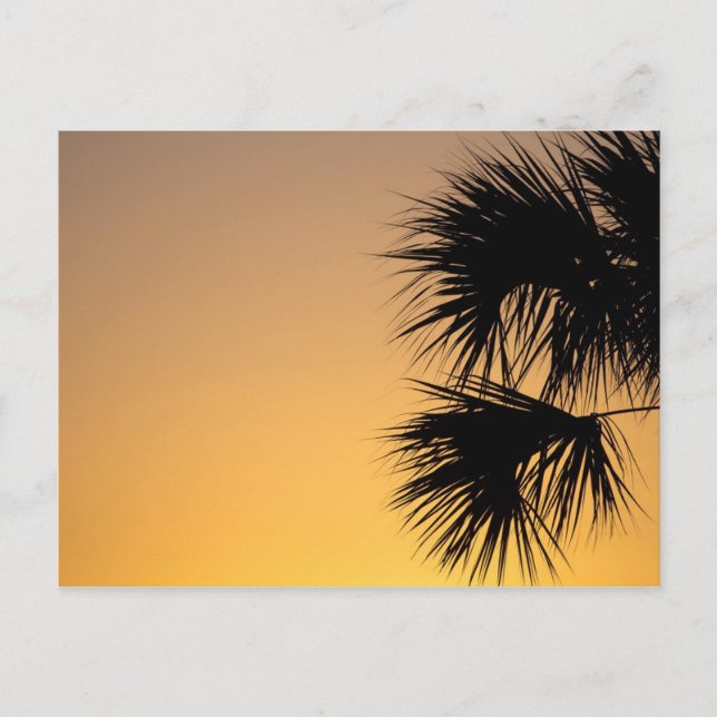 Palmetto Träd vid Sunrise, Florida Vykort (Framsida)
