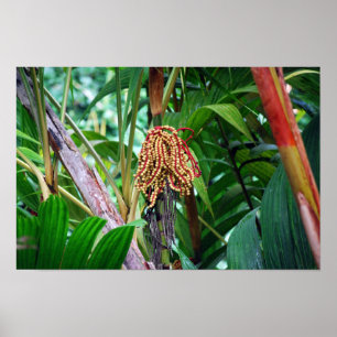 Palmfrukt på Hawaii Poster