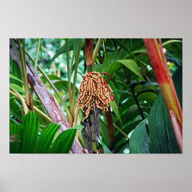 Palmfrukt på Hawaii Poster (Framsidan)