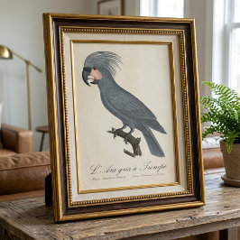 Palmkakadu, Probosciger aterrimus Fototryck