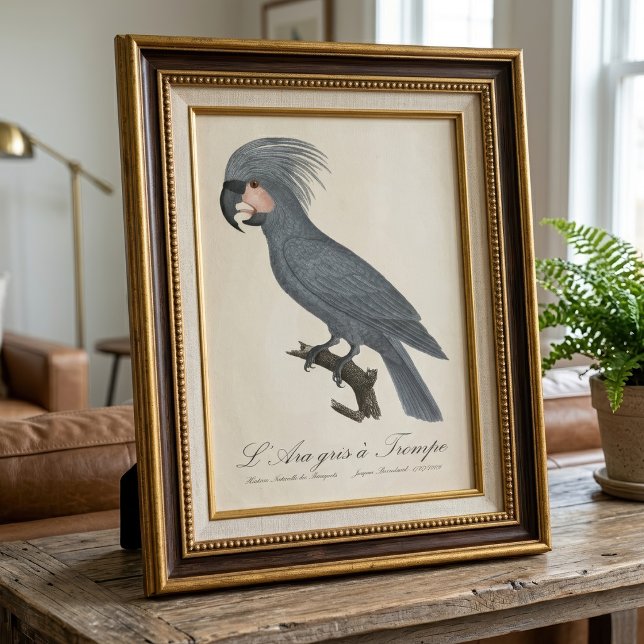 Palmkakadu, Probosciger aterrimus Fototryck (Great Black Palm Cockatoo, Probosciger aterrimus. Photo Print )