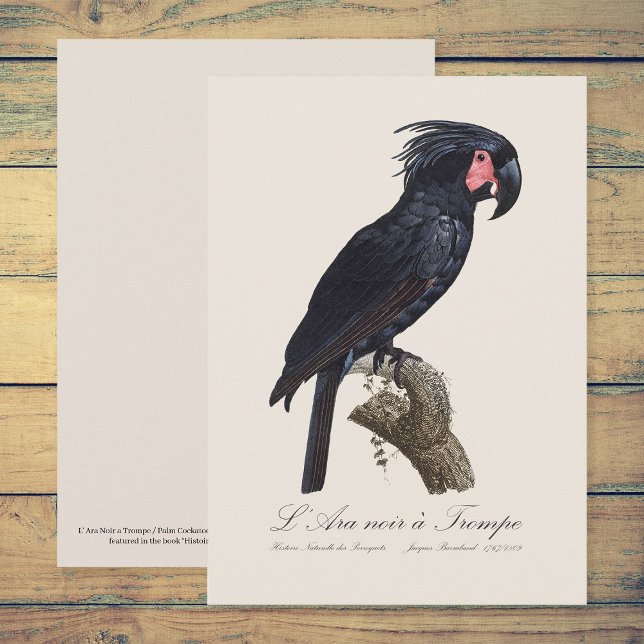 Palmkakadu, Probosciger aterrimus papegoja, retro Tack Kort (L' Ara Noir a Trompe / Palm Cockatoo. Thank You Card)