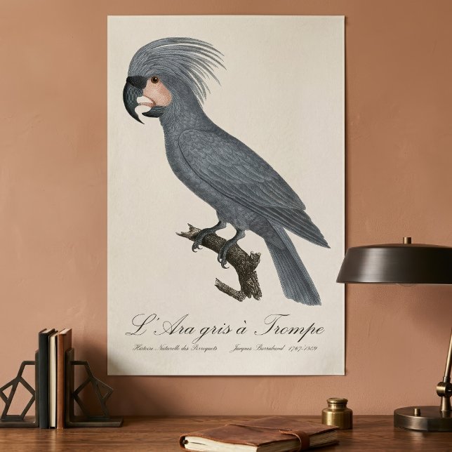Palmkakadu, Probosciger aterrimus Poster (Great Black Palm Cockatoo, Probosciger aterrimus. Poster)
