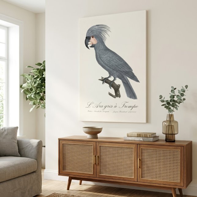 Palmkakadua, Probosciger aterrimus Canvastryck (Great Black Palm Cockatoo, Probosciger aterrimus. Canvas Print)