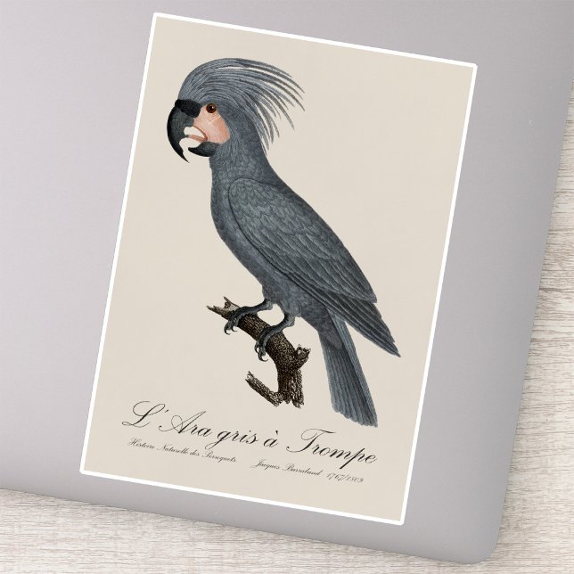 Palmkakadua, Probosciger aterrimus Klistermärken (Great Black Palm Cockatoo, Probosciger aterrimus. Sticker)