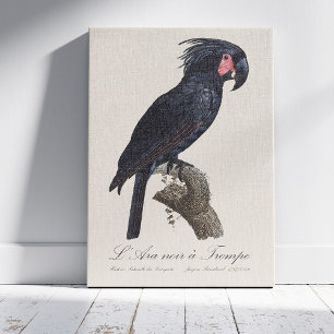 Palmkakadua, Probosciger aterrimus papegoja, retro Canvastryck
