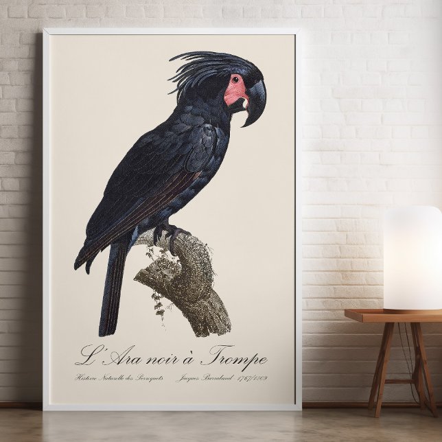 Palmkakadua, Probosciger aterrimus papegoja, retro Fototryck (L' Ara Noir a Trompe / Palm Cockatoo. Photo Print)