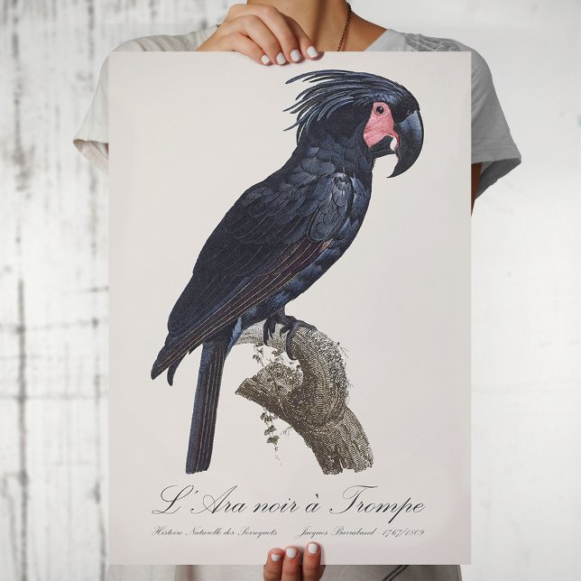 Palmkakadua, Probosciger aterrimus papegoja, retro Poster (L' Ara Noir a Trompe / Palm Cockatoo. Poster)