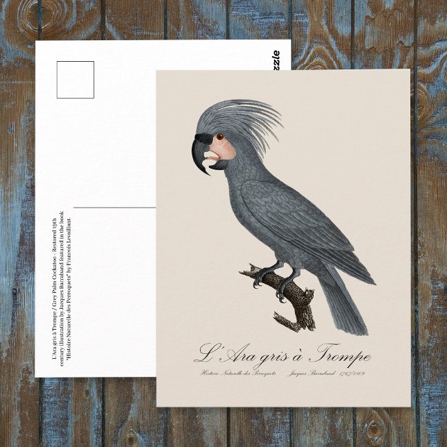 Palmkakadua, Probosciger aterrimus Vykort (Great Black Palm Cockatoo, Probosciger aterrimus. Postcard)
