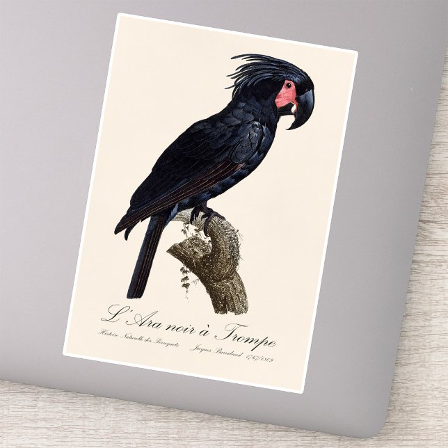 Palmkakaduja  klistermärken (L' Ara Noir a Trompe / Palm Cockatoo. Sticker)