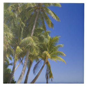 Palmstränd Cook Islands 3 Kakelplatta