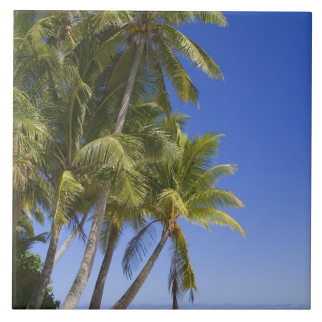 Palmstränd Cook Islands 3 Kakelplatta (Framsidan)