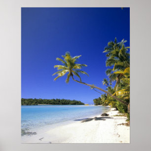 Palmstränd Cook Islands Poster