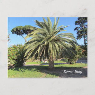 Palmträd i Rom, Italien Vykort