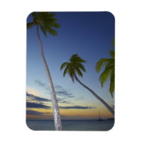 Palmträd och solnedgång, Plantation Island Resort