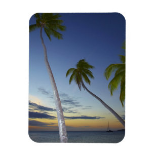Palmträd och solnedgång, Plantation Island Resort Magnet