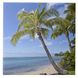 Palmträd på stranden i Hawaii. Kakelplatta