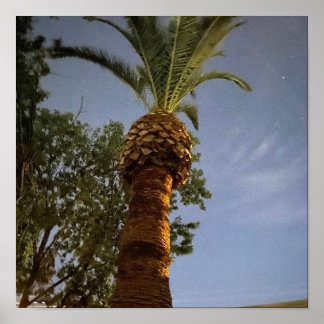 Palmträd 🌴 poster