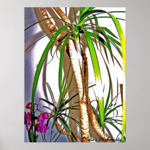 Palmträd Poster