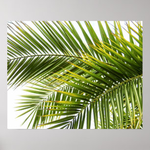 Palmträdet lämnar det tropiska naturfotoet poster