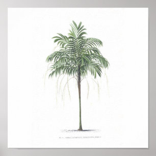 Palmträdillustrationsamling Poster
