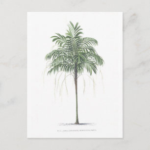 Palmträdillustrationsamling Vykort