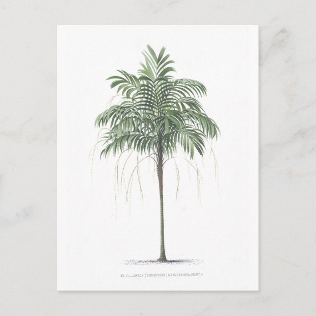 Palmträdillustrationsamling Vykort (Framsida)