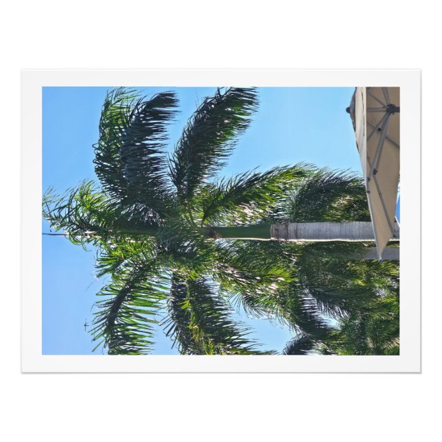 Palmtree tryck (Framsidan)