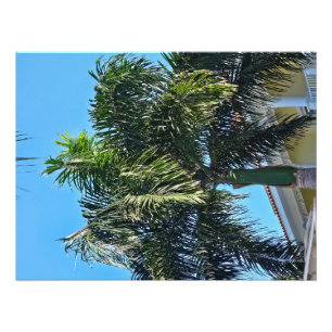 Palmtree tryck