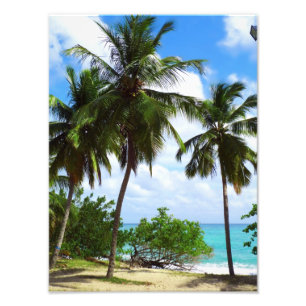 Palmtrees på tropisk sjölandskapfotoförstoring fototryck