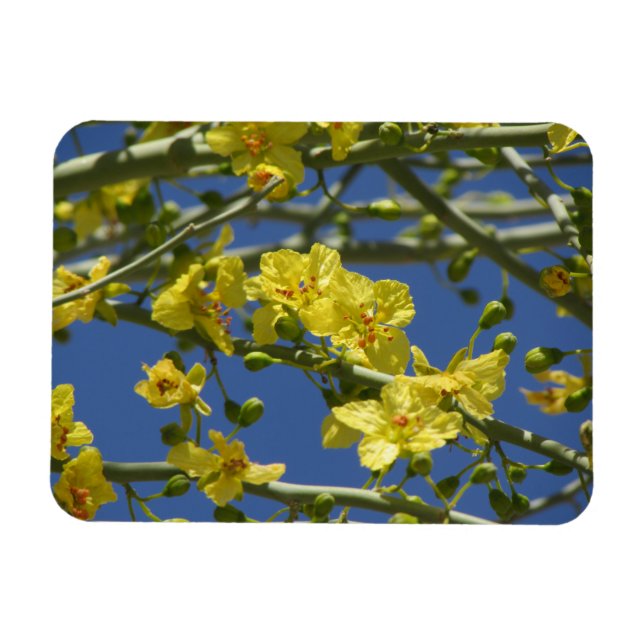 Palo Verde Blooms Magnet (Horisontell)