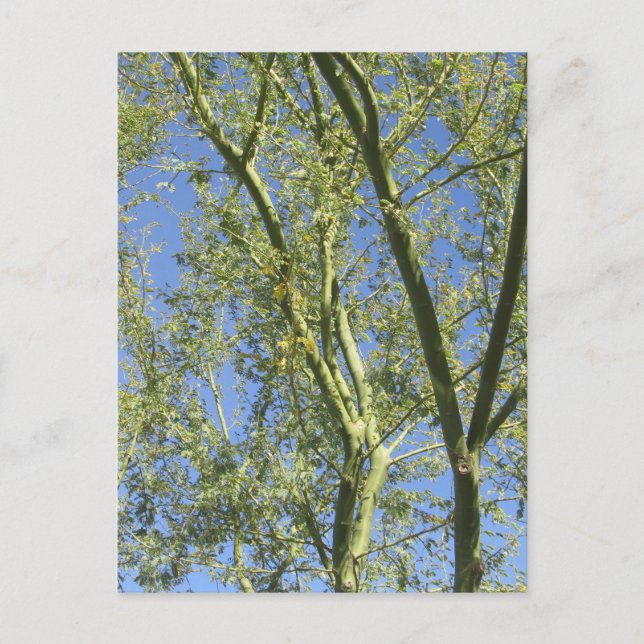 Palo Verde Träd Vykort (Framsida)